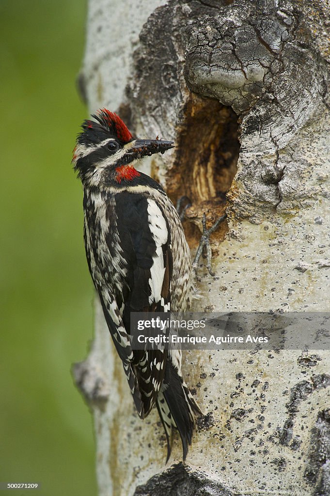 Red-naped Sapsucker (Sphyrapicus nuchalis)