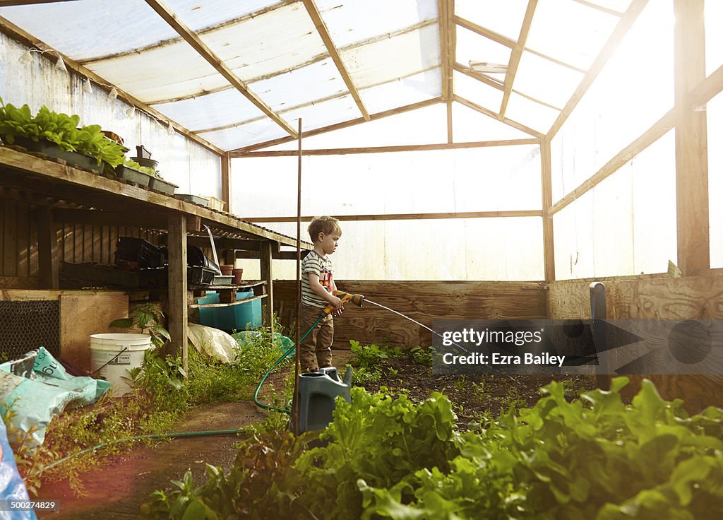 Young boy watering plants in a greenhouse.