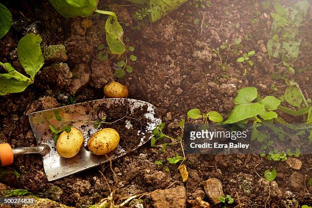 home grown potatoes from a greenhouse. - batata crua imagens e fotografias de stock