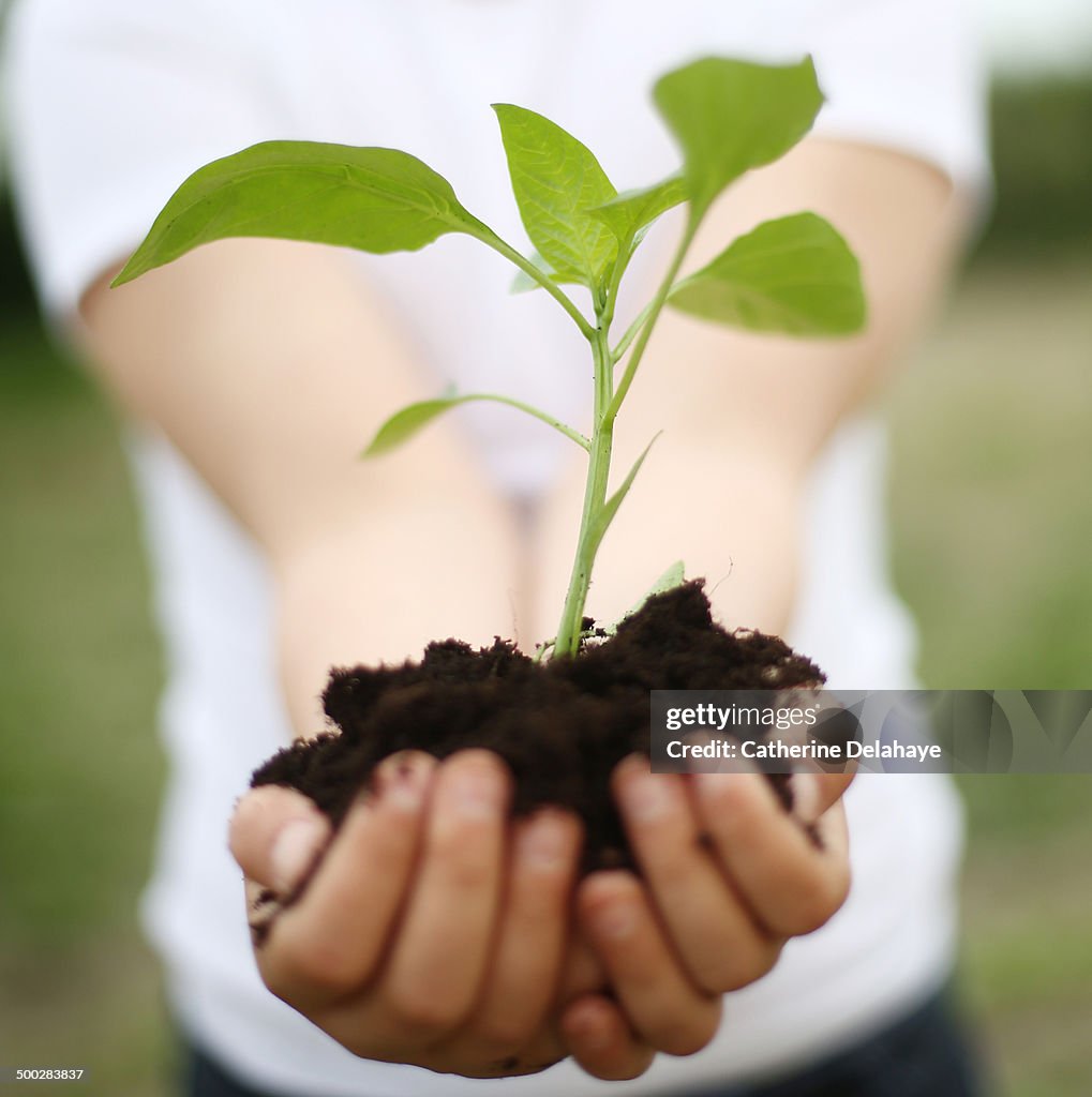 A young shoot in the hands of a kid