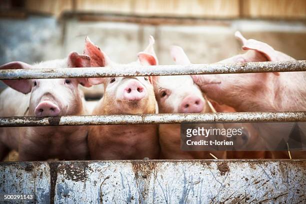 four little pigs. - pig farm stock pictures, royalty-free photos & images