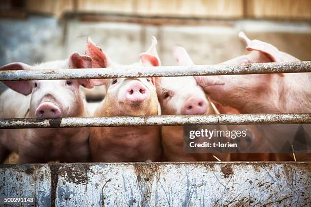 four little pigs. - piglet bildbanksfoton och bilder