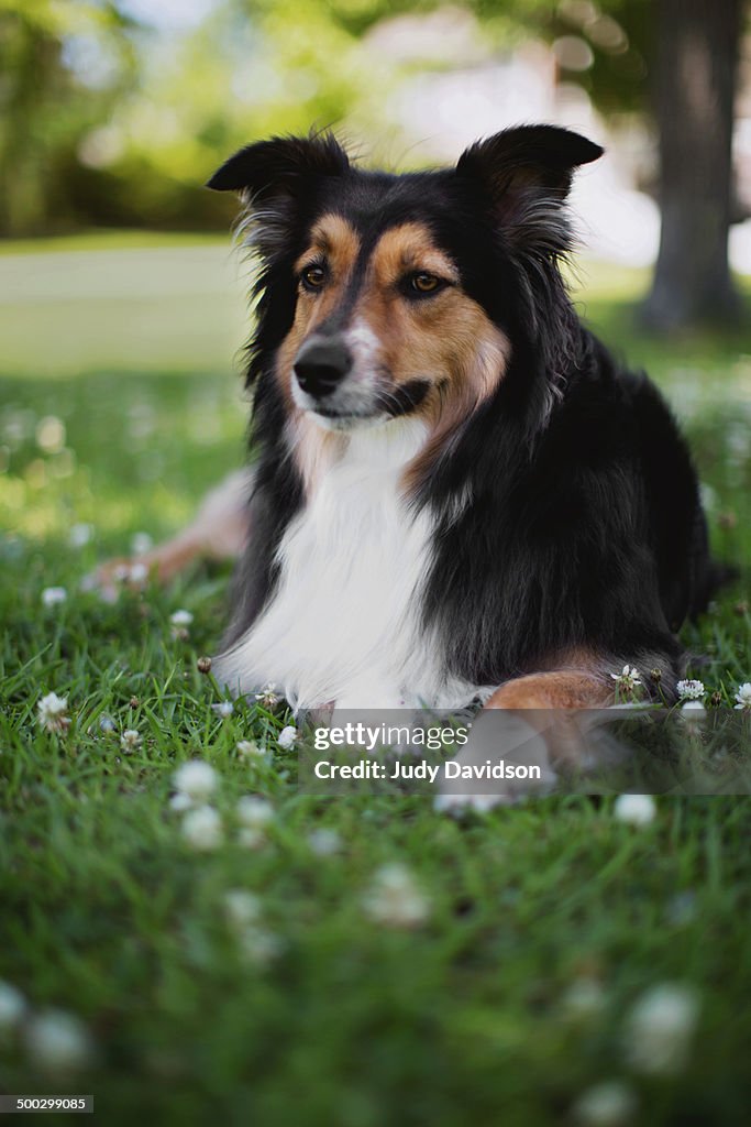 Australian Shepherd lying in the grass