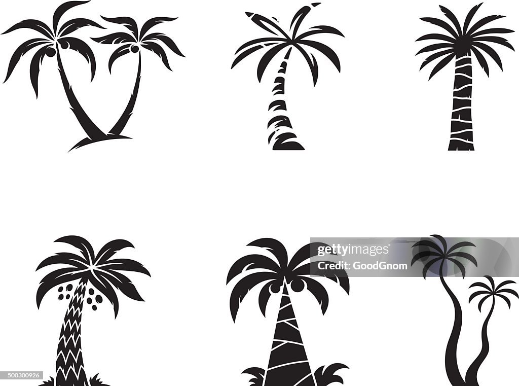 Palm tree