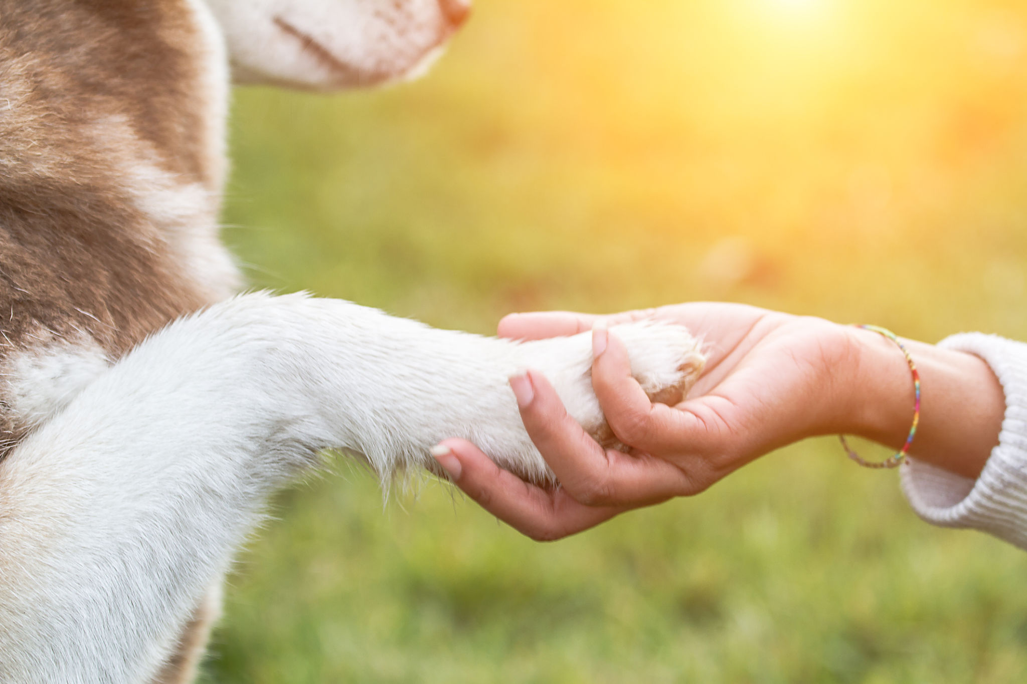 Paw on hand - Young woman and Husky Paw on hand - Young woman and Husky