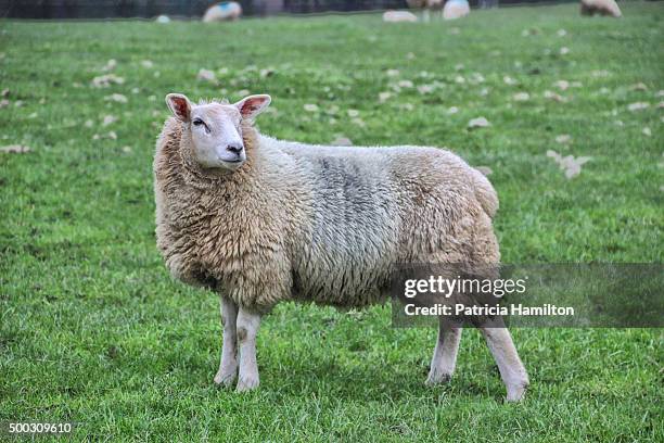 sheep on a farm in kent - schaf stock-fotos und bilder