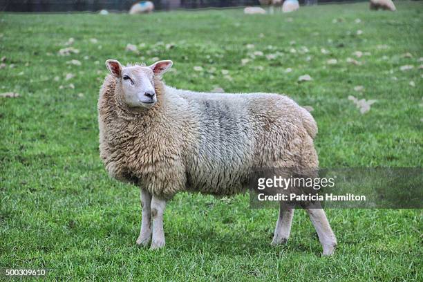 sheep on a farm in kent - sheep stock pictures, royalty-free photos & images