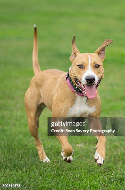 inbound - american pit bull terrier stock-fotos und bilder