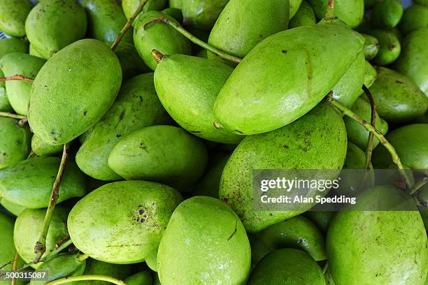 unripe mango - unripe stock pictures, royalty-free photos & images