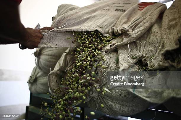 Harvested olives fall from a sack at an olive oil processing plant in the Kalamata district village of Messini, Greece, on Saturday, Dec. 5, 2015....