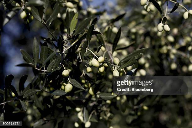 Ripening olives hang from branches during the harvest on farmland in the Kalamata district village of Kardamyli, Greece, on Sunday, Dec. 6, 2015. The...