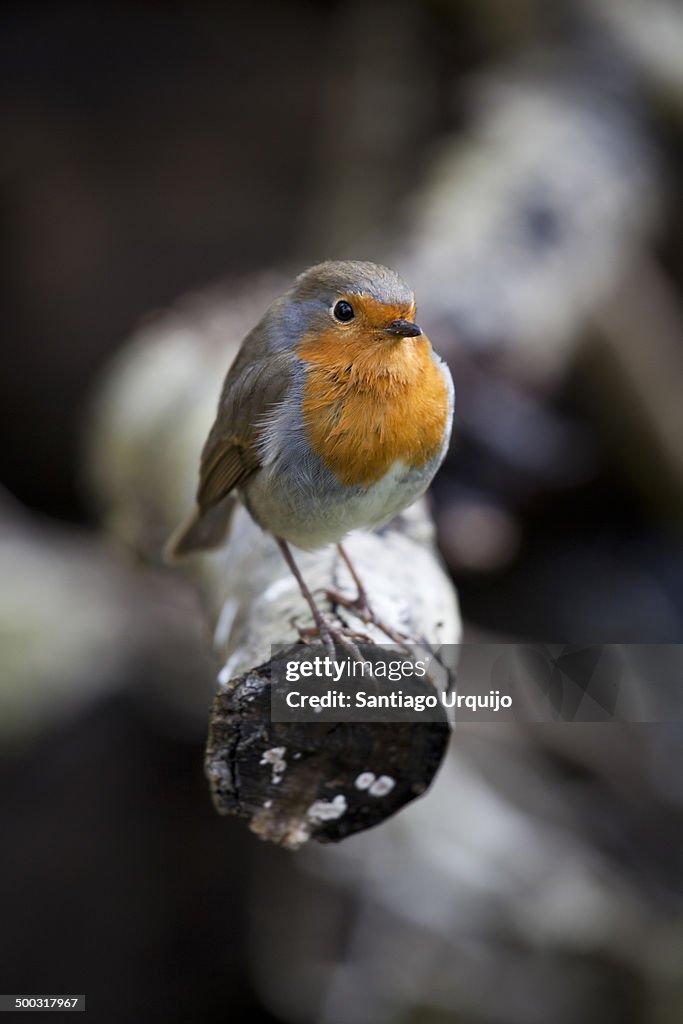 European Robin on the end of a branch