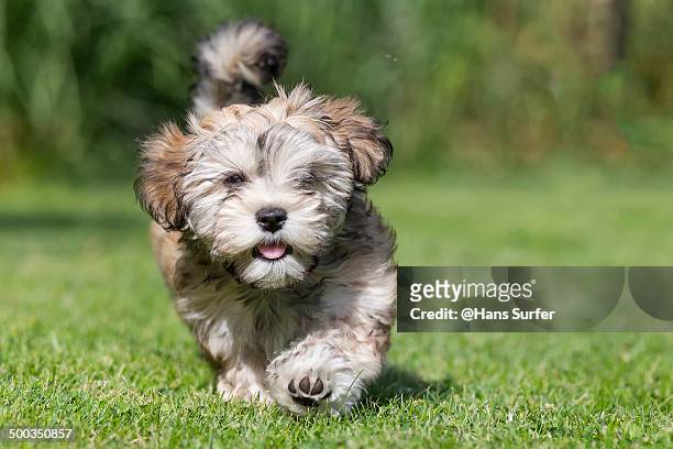 a strait running havanese puppie of 11 weeks! - havanese stock pictures, royalty-free photos & images
