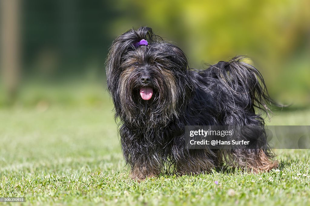 A Black And Tan Havanese Dog High-Res Stock Photo Getty Images