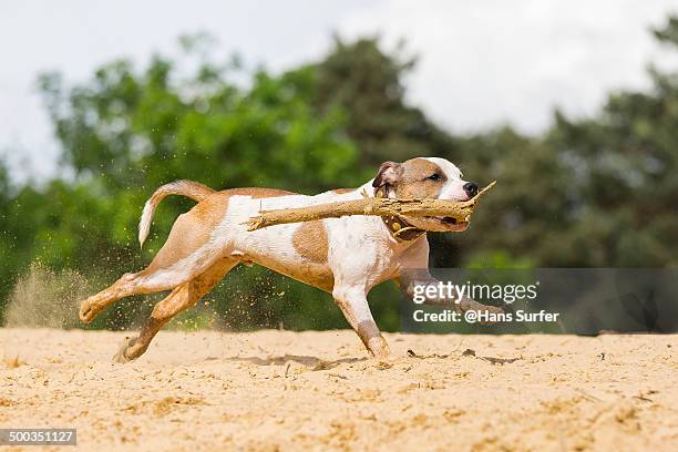 an english stafford with a stick - stafford terrier stock pictures, royalty-free photos & images