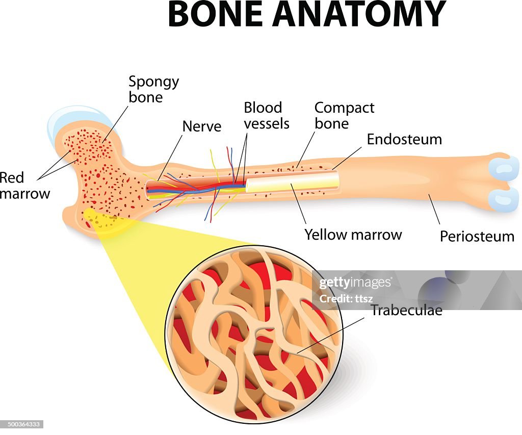Bone Anatomy High-Res Vector Graphic - Getty Images