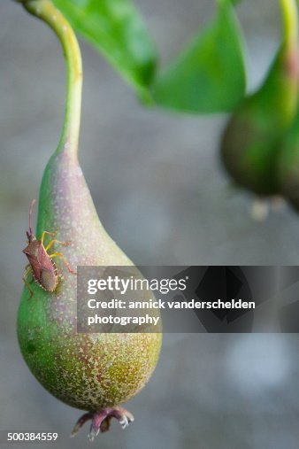 Fruiting pear with leaf-footed bug Fruiting pear with leaf-footed bug