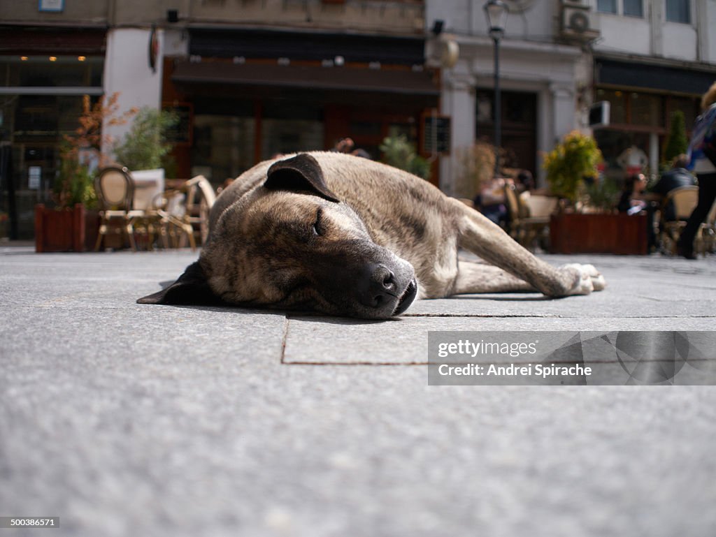 Strey dog sleeping on street