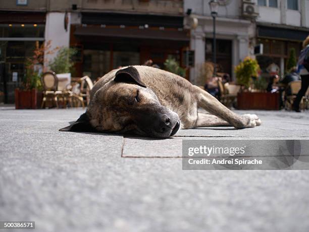 strey dog sleeping on street - na superfície imagens e fotografias de stock