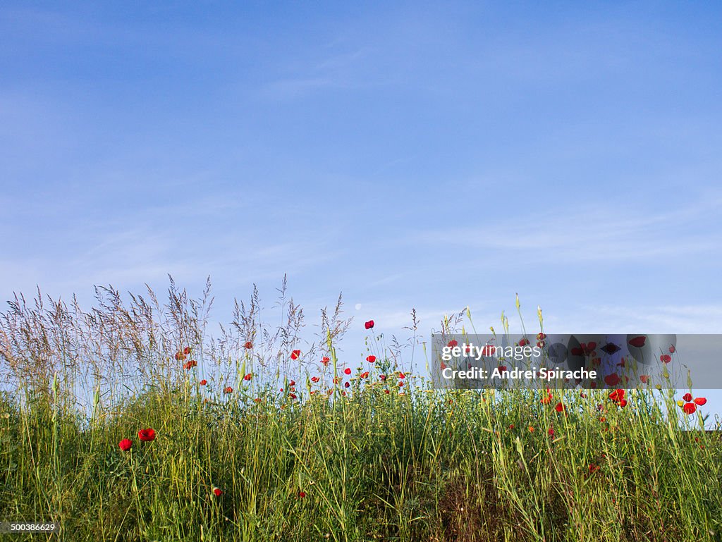 Poppy flowers against blue sky