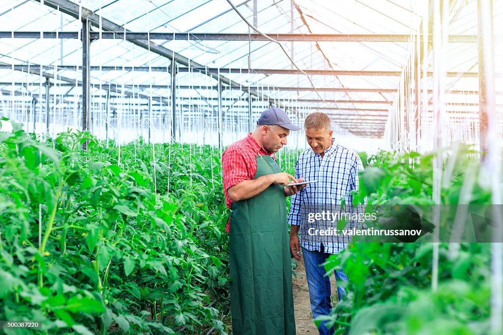 Farmers in a greenhouse looking at digital tablet