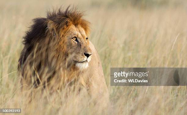 lion in high grass - leeuw stockfoto's en -beelden