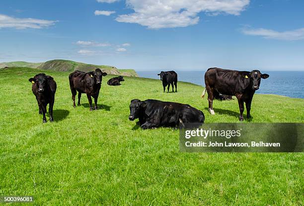 cows on a hillside with sea in the background - aberdeen angus bildbanksfoton och bilder