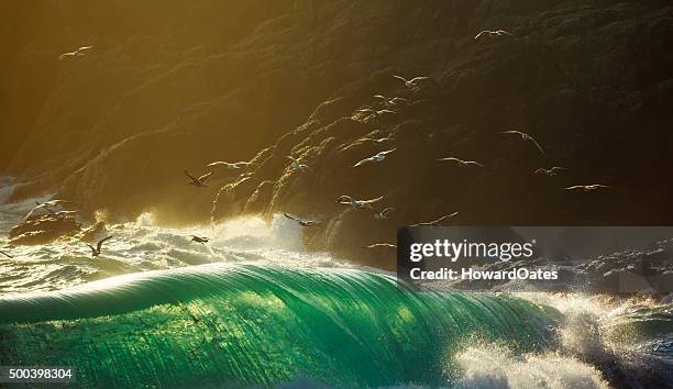 sea birds flying over huge breaking storm waves - big wave stock pictures, royalty-free photos & images