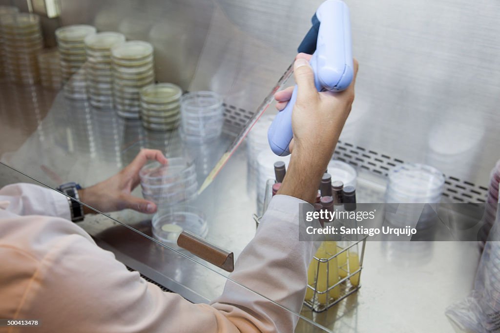 Researcher injecting bacteria on a Petri dish