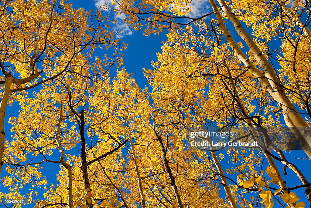 Looking Up Through The Aspen Canopy