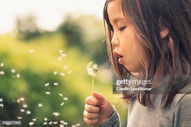 dandelion wish - dandelion stock pictures, royalty-free photos & images