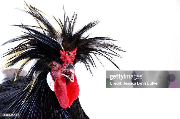 Polish Top Rooster With Black And White Feathers High-Res Stock Photo -  Getty Images