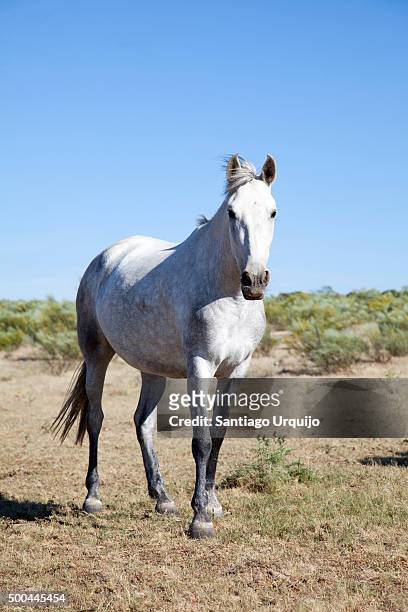 majestic white horse - majestic horse stock pictures, royalty-free photos & images
