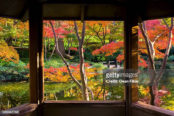 texas fall foliage - japanischer garten stock-fotos und bilder