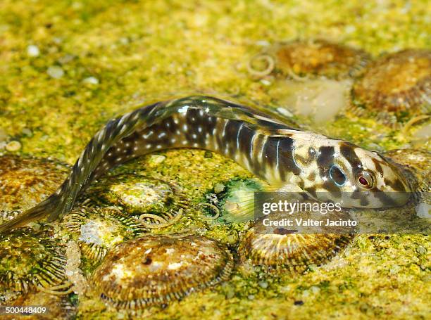 peacock blenny (salaria pavo) - blenny stock pictures, royalty-free photos & images