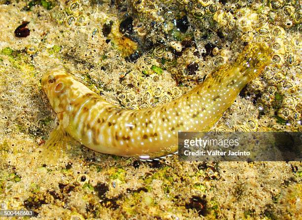 peacock blenny (salaria pavo) - peacock blenny stock pictures, royalty-free photos & images