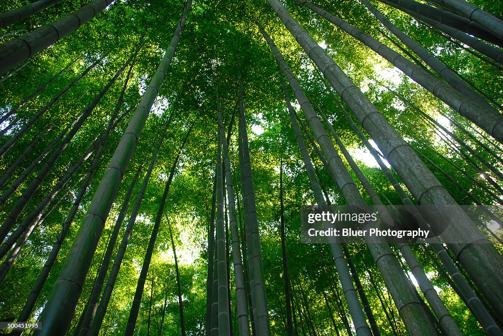 Kamakura Bamboo Forest