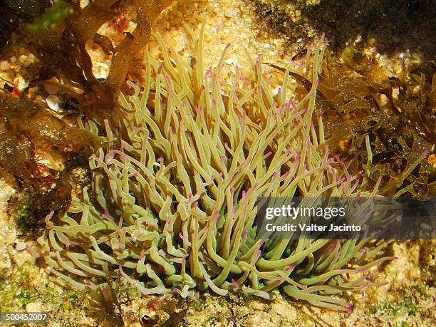 snakelocks anemone (anemonia viridis) - anemonia viridis stock pictures, royalty-free photos & images