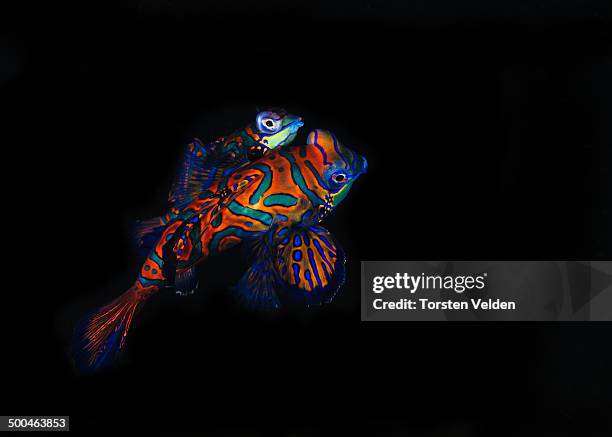 mandarin fish - mandarinfish stock pictures, royalty-free photos & images