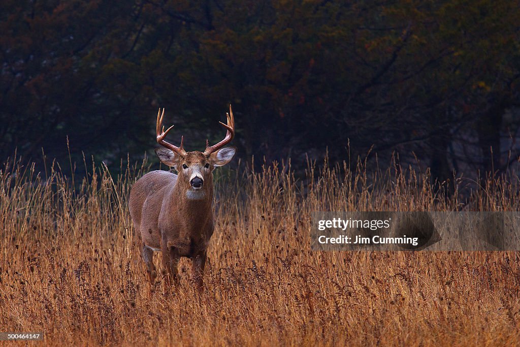 White-tailed buck