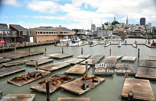 sea lions - pier 39 stockfoto's en -beelden