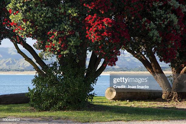 pohutukawa tree at the beach - pohutukawa tree stock pictures, royalty-free photos & images