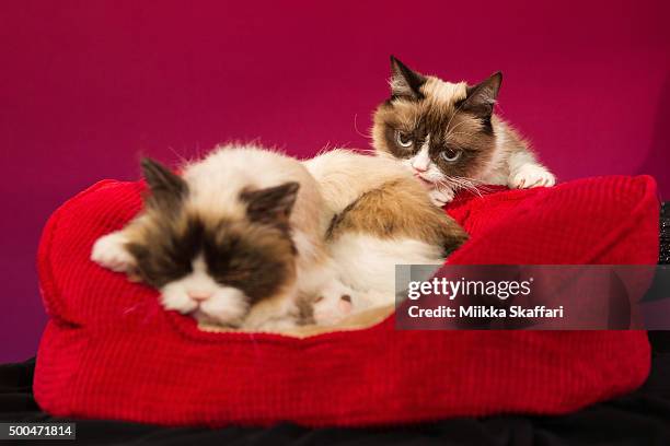 Grumpy Cat checks on her animatronic double at Grumpy Cat animatronic launch at Madame Tussauds San Francisco on December 8, 2015 in San Francisco,...