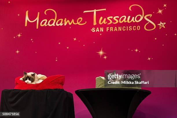 Grumpy Cat at her animatronic launch at Madame Tussauds San Francisco on December 8, 2015 in San Francisco, California.