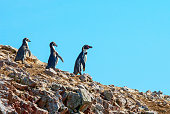Humbold Penguins, Paracas natural reserve, Peru