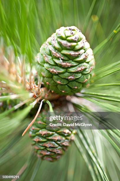 pinecones of chinese red pine on tree - red pine stock pictures, royalty-free photos & images