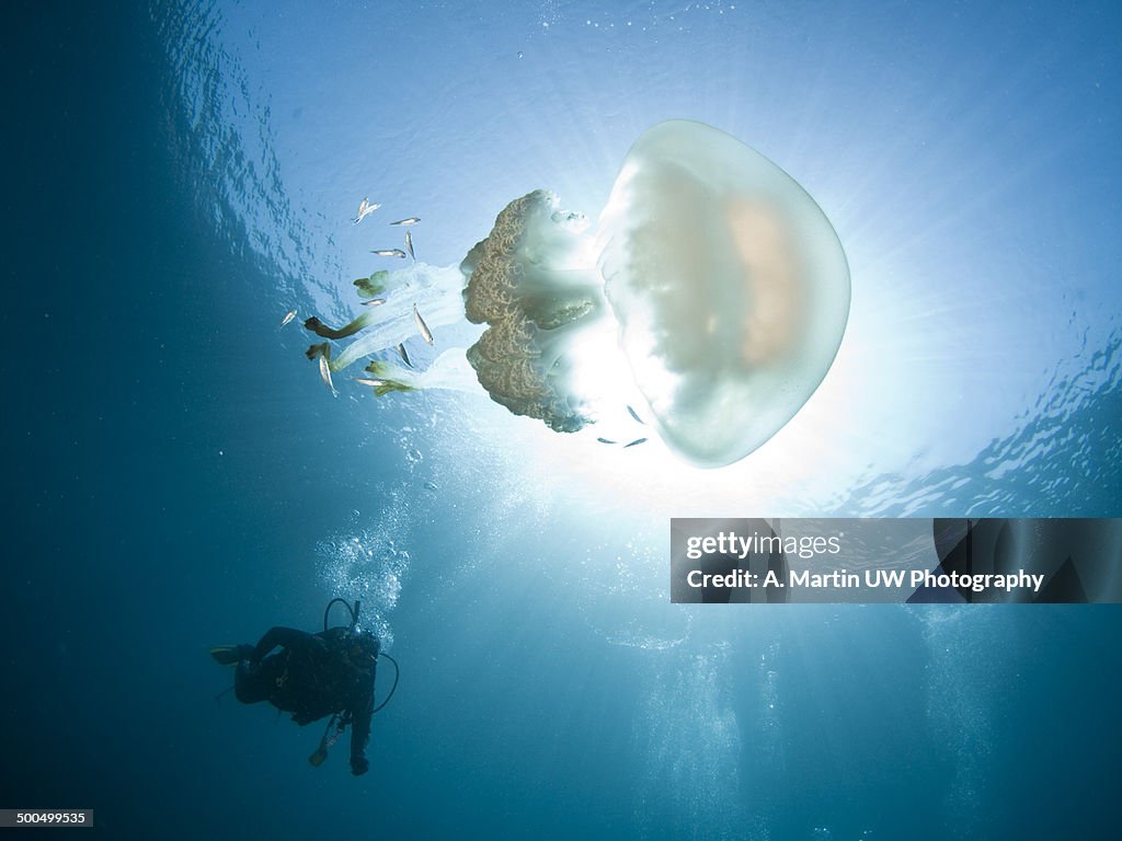 Great jellyfish and diver