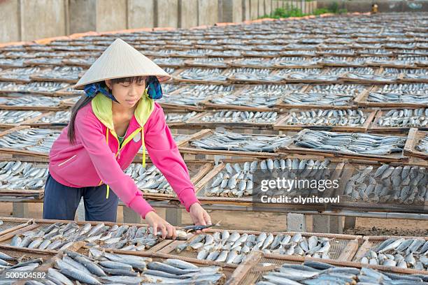 mädchen, die sortierung sardinen für von der sonne trocknen. - vietnam teen stock-fotos und bilder