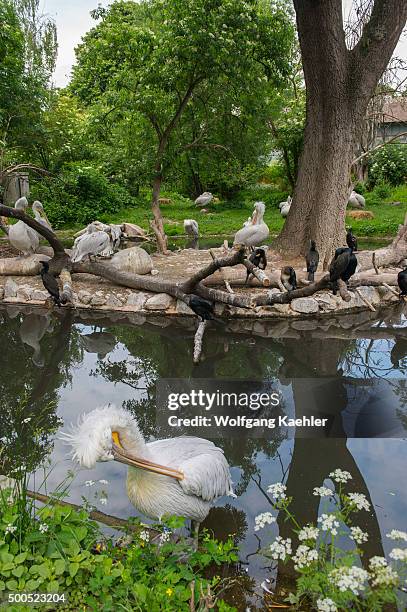 Dalmatian Pelican at the Schönbrunn Zoo in Vienna, Austria.