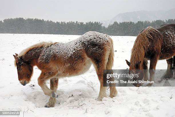 Kandachime' horses are seen at Ataka Farm on January 21, 2006 in Higashidori, Aomori, Japan.